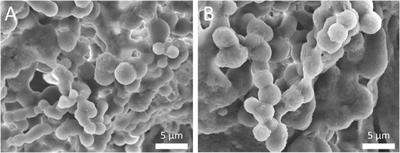 Development and antioxidant evaluation of mango leaf (Mangifera indica L.) extract loaded silk fibroin nanoparticles